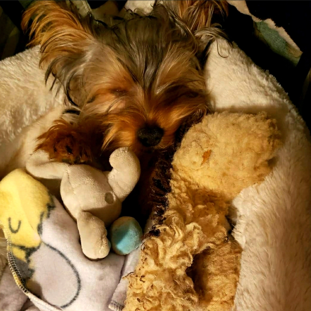 Vote for my puppy please!
